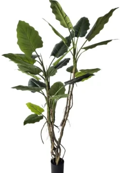 Discount Bizzotto PIANTA ALOCASIA C-VASO 26FOGLIE H200