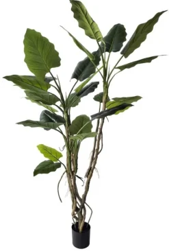 Clearance Bizzotto PIANTA ALOCASIA C-VASO H150