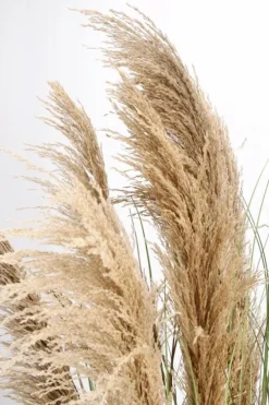 Clearance Bizzotto PIANTA AUSTORDERIA PAMPAS C-VASO H170