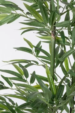 Hot Bizzotto PIANTA BAMBOO C-VASO H130