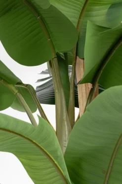 New Bizzotto PIANTA BANANO C-VASO 30FOGLIE H320