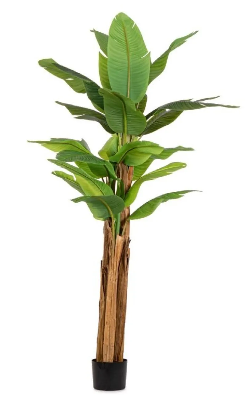 Clearance Bizzotto PIANTA BANANO C-VASO 22FOGLIE H240
