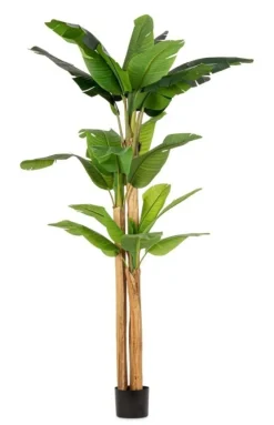 Best Bizzotto PIANTA BANANO C-VASO 24FOGLIE H280