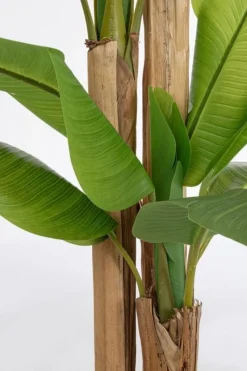 Best Bizzotto PIANTA BANANO C-VASO 24FOGLIE H280