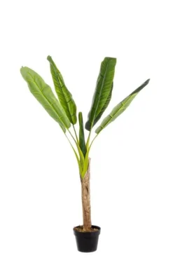 Discount Bizzotto PIANTA BANANO C-VASO 7FOGLIE H113