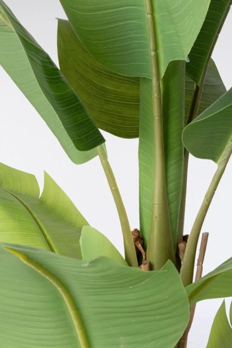 Best Bizzotto PIANTA BANANO C-VASO 13FOGLIE H150
