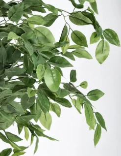 Clearance Bizzotto PIANTA BANYAN C-VASO 2480FOGLIE H210