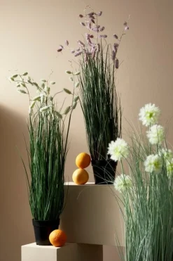 Online Bizzotto PIANTA CEBOLLA BIANCO C-VASO X7F H105