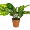 New Bizzotto PIANTA DIEFFENBACHIA C-VASO 30FOGLIE H45