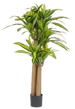 Bizzotto PIANTA DRACAENA C-VASO H150