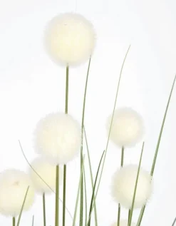 Discount Bizzotto PIANTA ERIOPHORUM BIANC C-VASO X10F H110