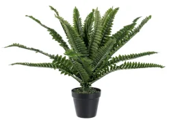 Hot Bizzotto PIANTA FELCE H45