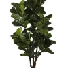 New Bizzotto PIANTA FICUS LYRATA C-VAS 102FOGLIE H220
