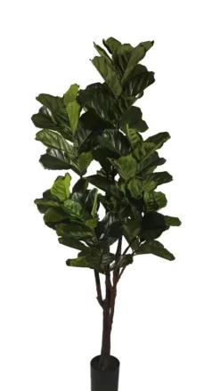 New Bizzotto PIANTA FICUS LYRATA C-VAS 102FOGLIE H220