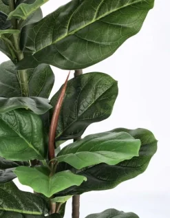 Online Bizzotto PIANTA FICUS LYRATA C-VASO 39FOGLIE H145