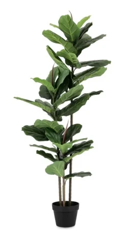 Online Bizzotto PIANTA FICUS LYRATA C-VASO 39FOGLIE H145