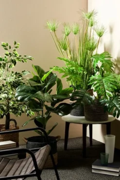 Sale Bizzotto PIANTA FICUS VARIEGATO C-VASO X760F H120