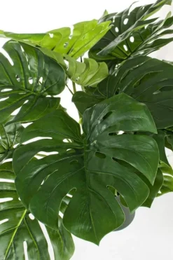 Clearance Bizzotto PIANTA FILODENDRO C-VASO 24FOGLIE H65CM