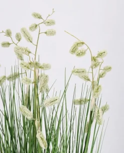 Hot Bizzotto PIANTA GREVILLEA BIANCO C-VASO X5F H100