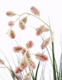 Outlet Bizzotto PIANTA GREVILLEA ROSA C-VASO X5F H100