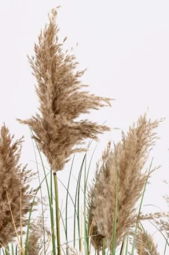 Discount Bizzotto PIANTA GYNERIUM PAMPAS C-VASO H150