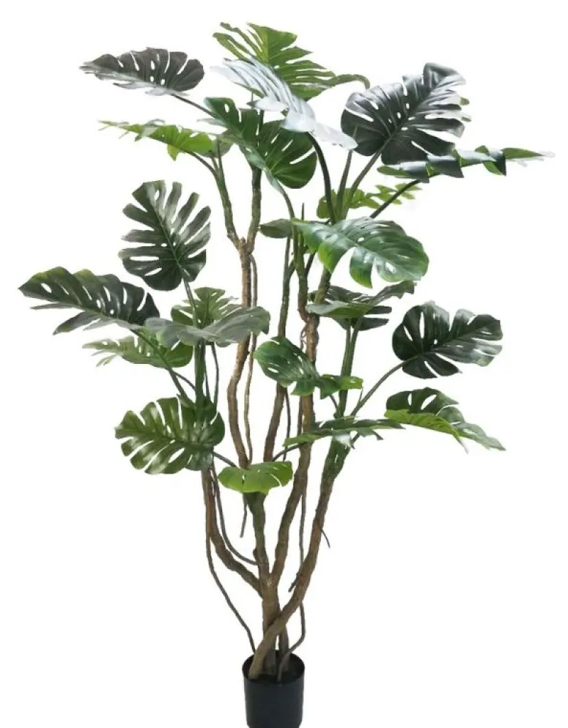 Best Bizzotto PIANTA MONSTERA C-VASO H210