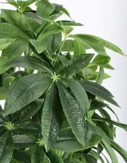 Discount Bizzotto PIANTA PACHIRA AQUATICA C-VASO 360F H160