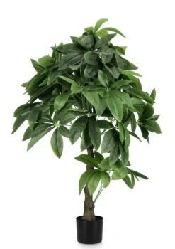 Online Bizzotto PIANTA PACHIRA AQUATICA C-VASO 280F H120