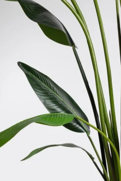 Sale Bizzotto PIANTA STRELITZIA C-VASO 18FOGLIE H310