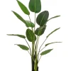 Best Bizzotto PIANTA STRELITZIA C-VASO 13FOGLIE H185