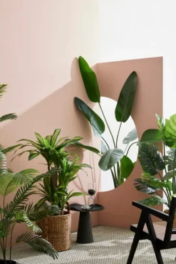 Online Bizzotto PIANTA STRELITZIA C-VASO 10FOGLIE H150