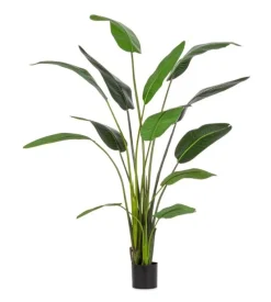 Hot Bizzotto PIANTA STRELITZIA C-VASO 13FOGLIE H235