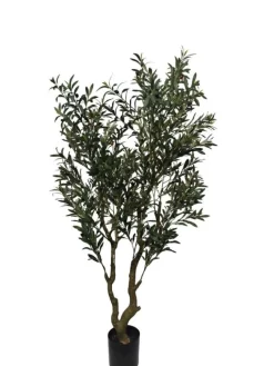 Bizzotto PIANTA ULIVO C-VASO H180