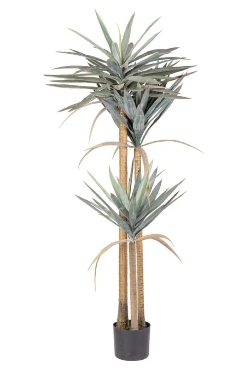 Discount Bizzotto PIANTA YUCCA C-VASO 120FOGLIE H152