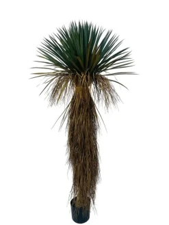 Bizzotto PIANTA YUKKA ROSTATA C-VASO H180